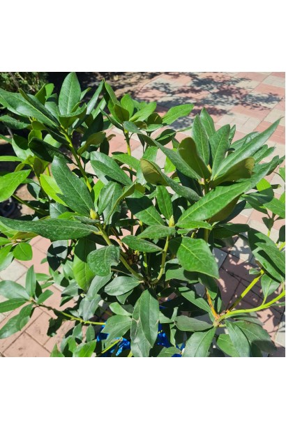 Рододендрон Каннингемс Уайт - 7,5л/вис.60-80см/Ø50-60см